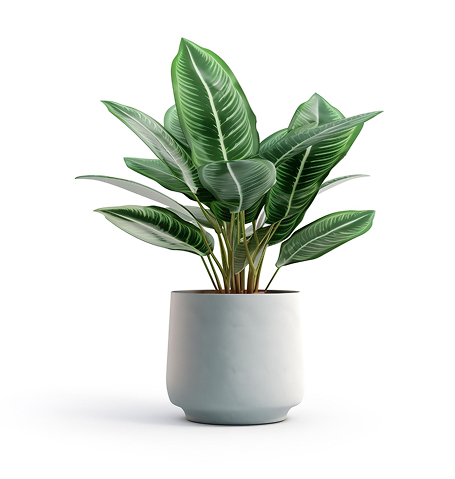 Veronica Saavedra house plant.jpg