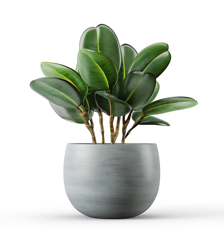 Veronica Saavedra outdoor plant.jpg