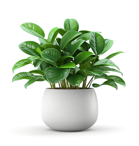 Veronica Saavedra succulents.jpg